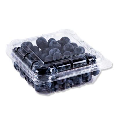 Blueberry plastic containers